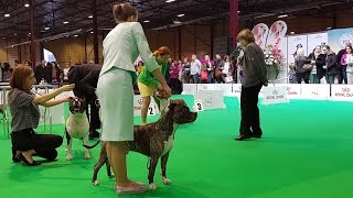 American Staffordshire Terrier. Part 3 of 3. ZooExpo 2016 FCI CACIB Dog Show