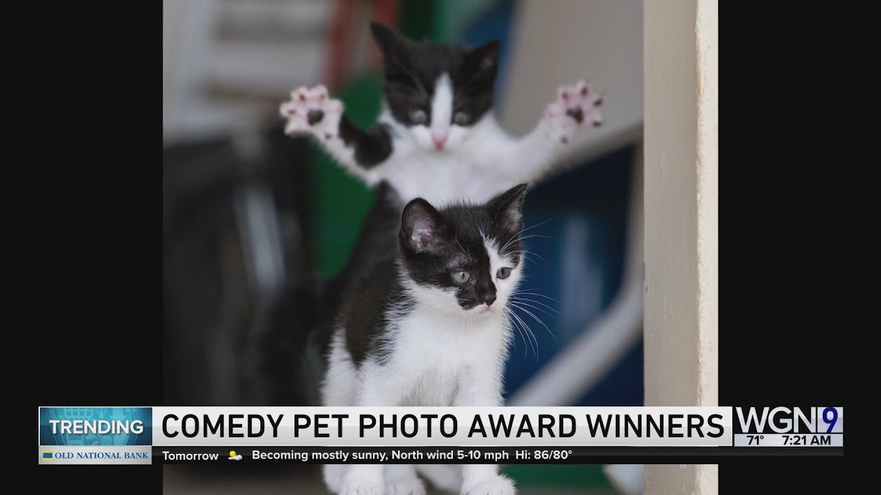Comedy Pet Photo Award Winners! YouTube