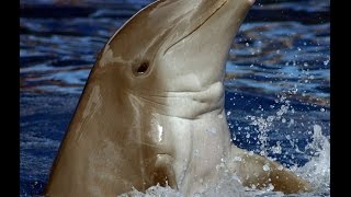 After dinner dolphins
