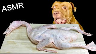 ASMR MUKBANG PITBULL EATING RAW FOODS Duck head Cow Achilles tendon Lamb