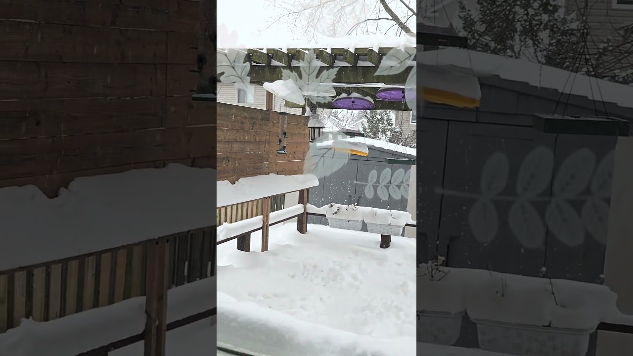 Omg, there is so much snow! #snow #snowstorm #Snowstorm2026 #GOLD #thursdayvibes #storm #freezing