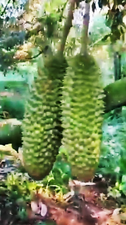 durian unik isi nya seperti apa? #durentasik