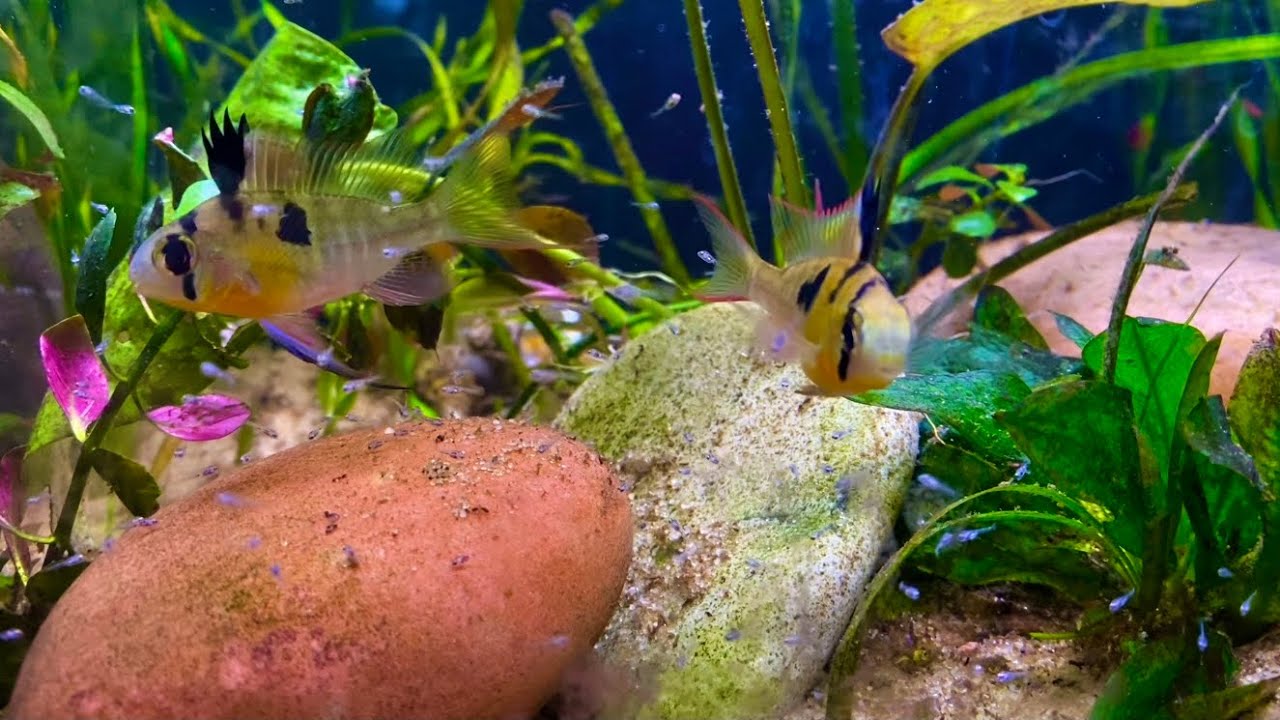 Апистограммы: от икры до мальков