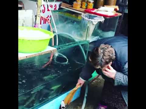 ქალი აკვარიუმში ცოცხს რეცხავს - შემზარავი ვიდეო დეზერტირების ბაზრიდან