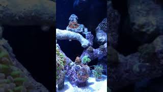 Kessil spectral controller