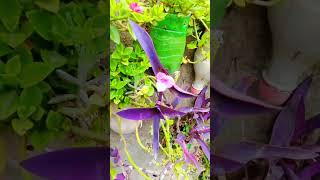 plants cutting se grow kare 😀 like #share#commentary