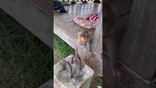 2026 09 22 10 57 17 IMG 4315#PoorMonkey#AdorableMonkey#MonkeyLove#AnimalRescue#RescueMission