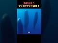 鳥肌が立つマッコウクジラの様子