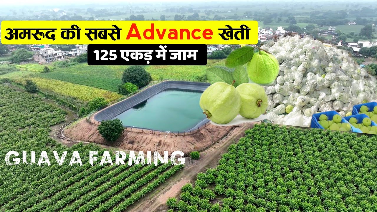अमरूद की Hi-Tech kheti | Guava farming | Advance agriculture | Amrud ki kheti