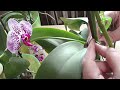 Как разбудить спящую ОРХИДЕЮи заставить её цвести.How to wake up a sleeping ORCHID and make it bloom