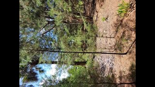 How to make a hiking stick from a Cedar Tree