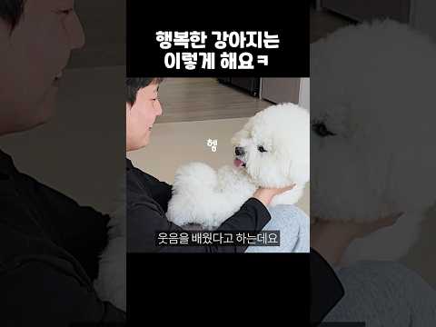 강아지가 행복할 때 보이는 행동 3가지