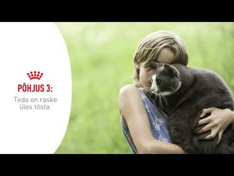 Video: Miks Kass On Püha Loom