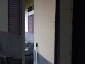 rayap keluar rumah #hama