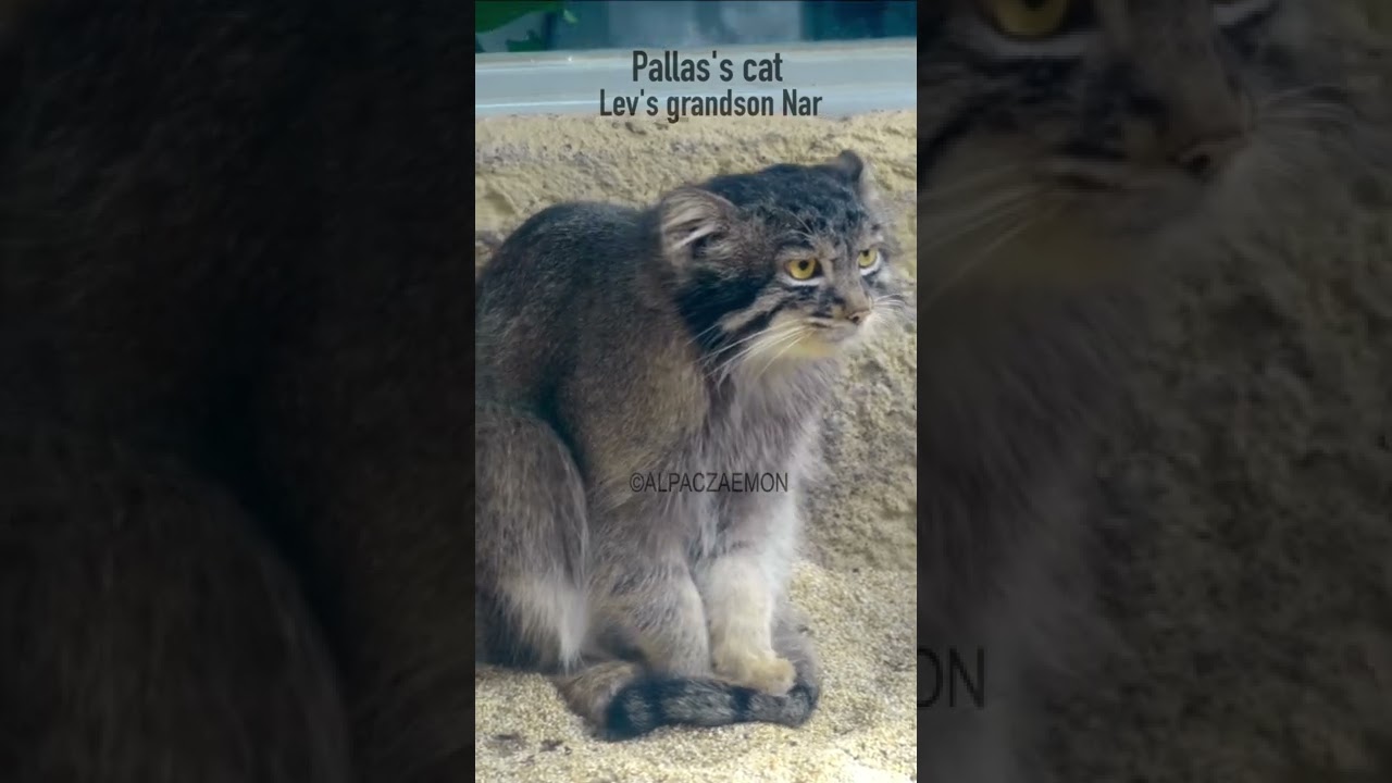 しっぽふみふみマヌルネコ#shorts #manul #pallascat #pallasscat