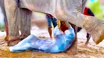 This Is How These 20 Animals Look Like while Giving Birth