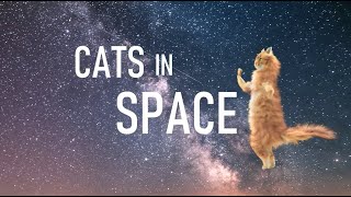 Cats in Space Pt 1 - How to write a melody for a new song idea screenshot 4
