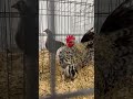 What’s wrong with this rooster? 🐓 spotted at the poultry tent at the #ncstatefair