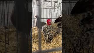 What’s wrong with this rooster? 🐓 spotted at the poultry tent at the #ncstatefair