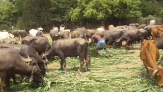 Kunnam, Blue Cross of India's large animals Shelter at Kunnum screenshot 1