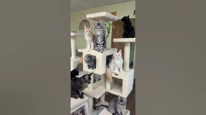 Video 10747671: mainecoon cat kitten pets, mainecoons funny cats pets, adopt mainecoon cat