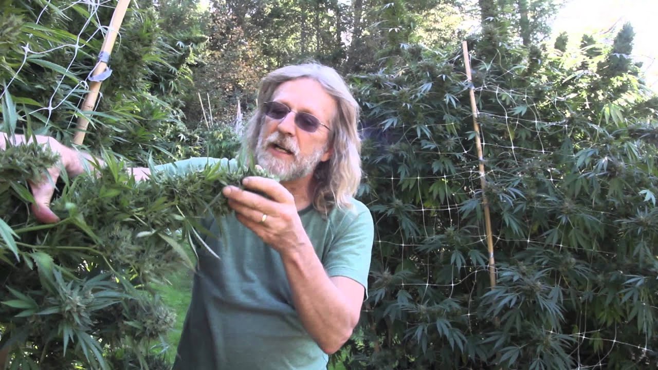 Grow Cannabis – Sour Diesel Harvest – by Jorge Cervantes