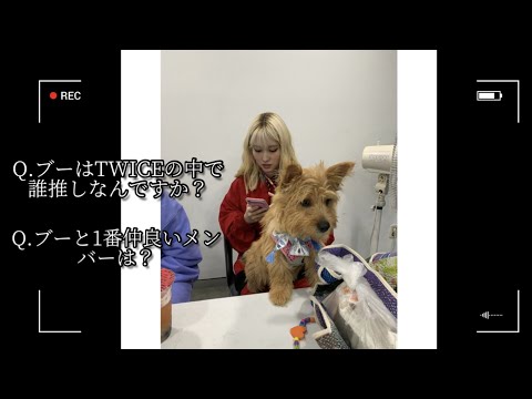 【TWICE】回答者は愛犬ブー！モモとの戯れシーンなどが詰まった後編！ VLIVE 日本語字幕 日本語