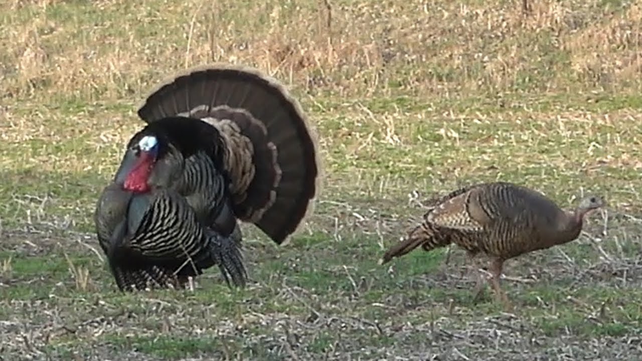 Public Land Turkey Hunting Nebraska Turkey Hunting YouTube