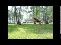 Airedale terrier Rusja&boy Vladik - morning gymnastics :)