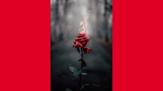 Red Rose - Płonąca Róża Prod.mors