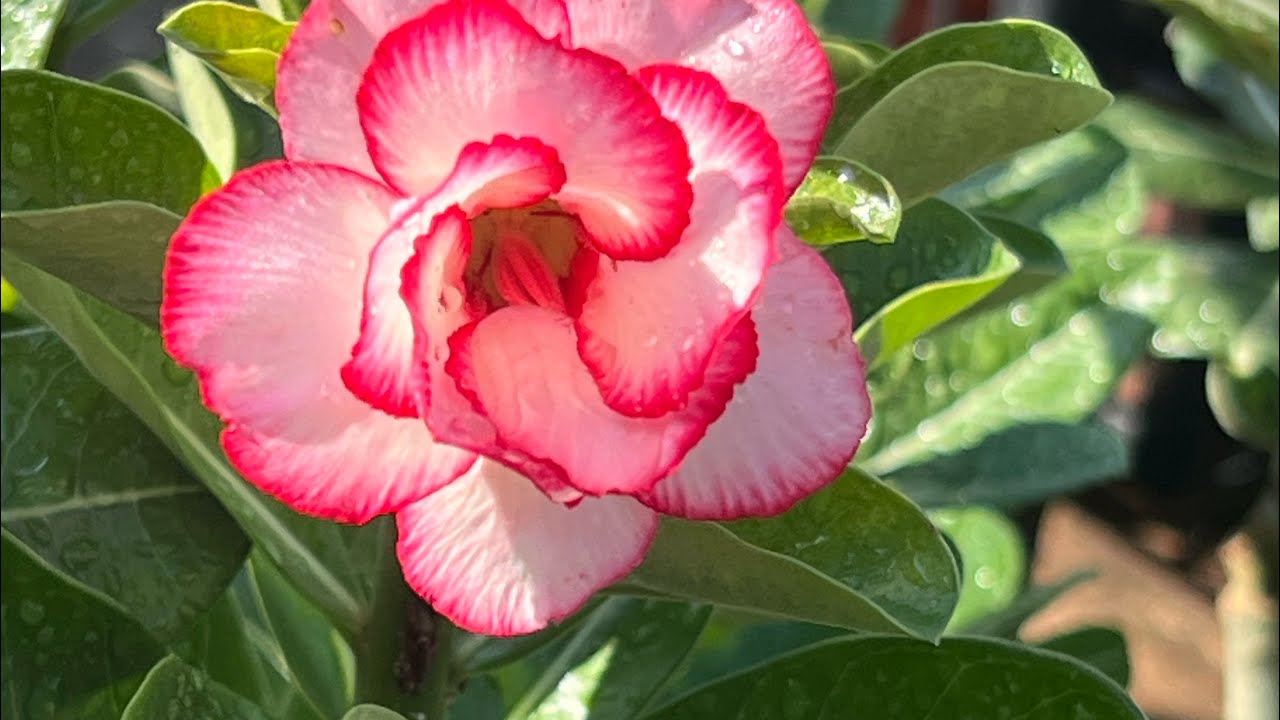 Rosas do deserto para fazer um lindo jardim 🪴 