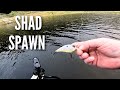 Overcoming tough bass fishing during the shad spawn
