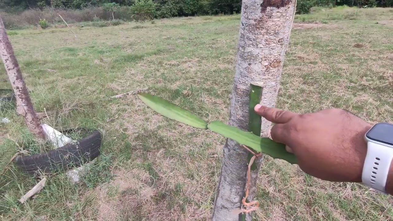 Se malogró el injerto de Palora😞😔😭#viral2026 #elhuertodemipadre #dragonfruit #palora #aempezrarde0