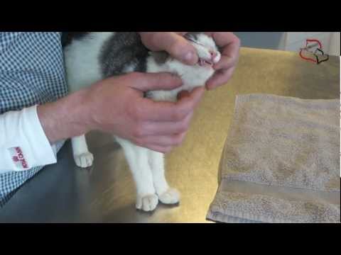 Video: Hvordan Gi En Pille Til En Katt