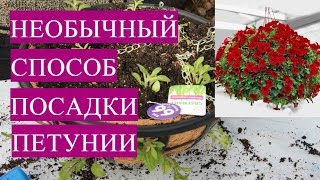 Пикировка Петунии. Необычный, Очень Красивый Способ Посадки Петунии.