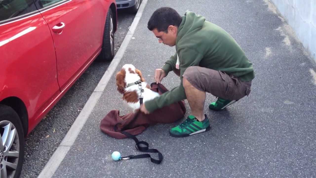 Doggy Bag® Demonstration! YouTube