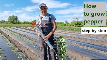 How to Grow Peppers : Full Process from Planting to Harvest (Part 2)