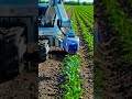 “Laser Weeding — The Future of Clean Farming.”🌾⚡🤖