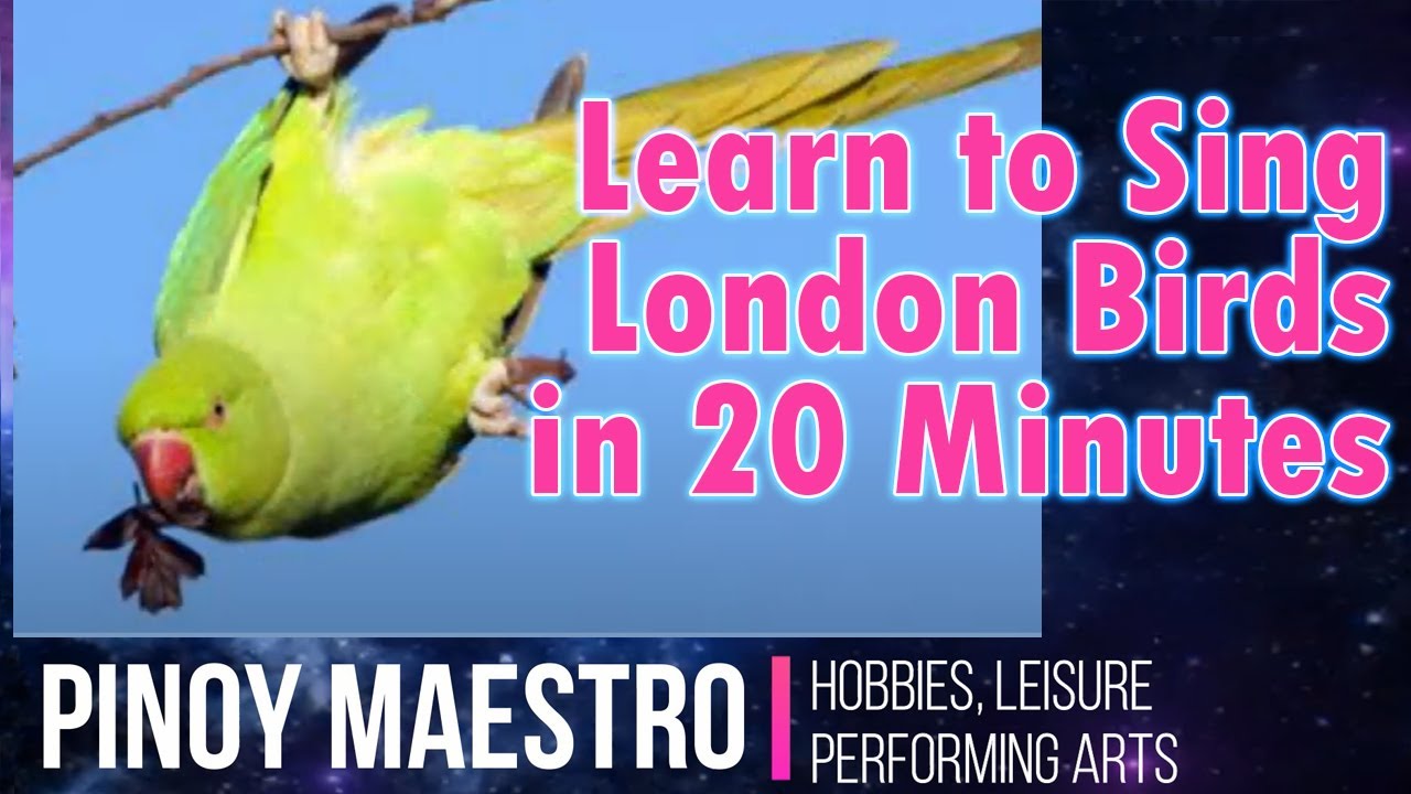 LONDON BIRDS Tutorial