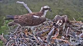 25 June am ~ Asha assaults kids with stick and fish ~ ©RSPB LochGarten & WildlifeWindows