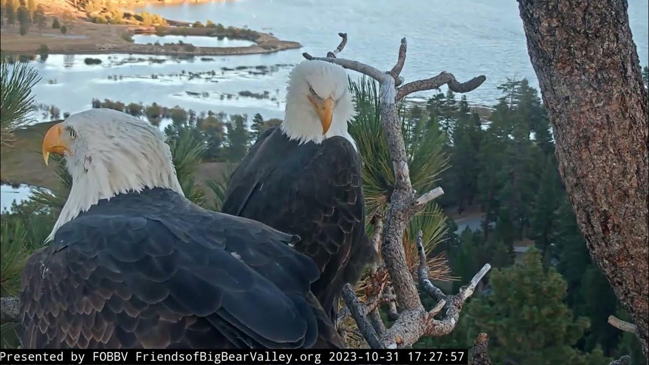 Evening rest in the nest FOBBV CAM Big Bear Bald Eagle Live Nest - Cam