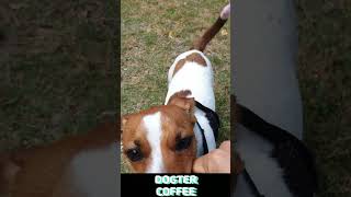 Fun  | Jack Russell Terrier Coffee #shorts #funny