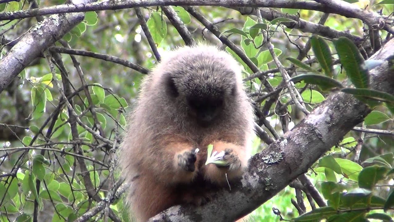 Black-Fronted Titi Monkey - YouTube