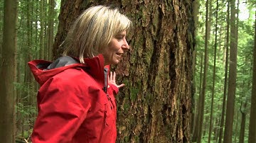 Do trees communicate?