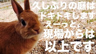 秋のうさんぽが久しぶり過ぎて落ち着かないうさぎ #611