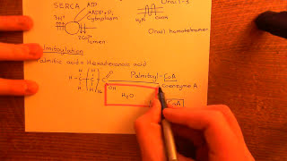 The Gq Pathway and Palmitoylation of IP3 Receptors Part 3