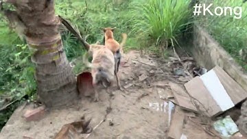 Chó phú quốc khôn, bắt chuột cực đỉnh!