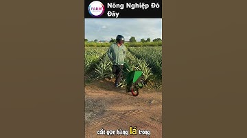 Máy cắt lá dứa siêu tiện lợi, nông dân mê tít #nongdan#shortvideo#nongnghiep #farming #mientay