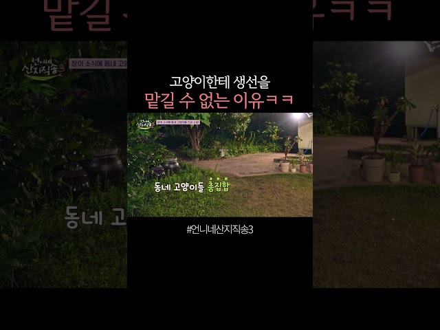 귀신같이 모여드는 고양이들 ㅋㅋ #언니네산지직송3