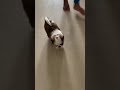 Lucky not tired of running